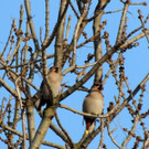 DSCN2330_JPG-1362440746