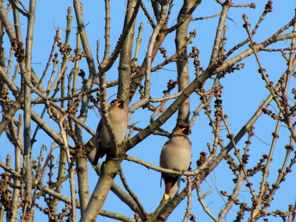 DSCN2330_JPG-1362440746