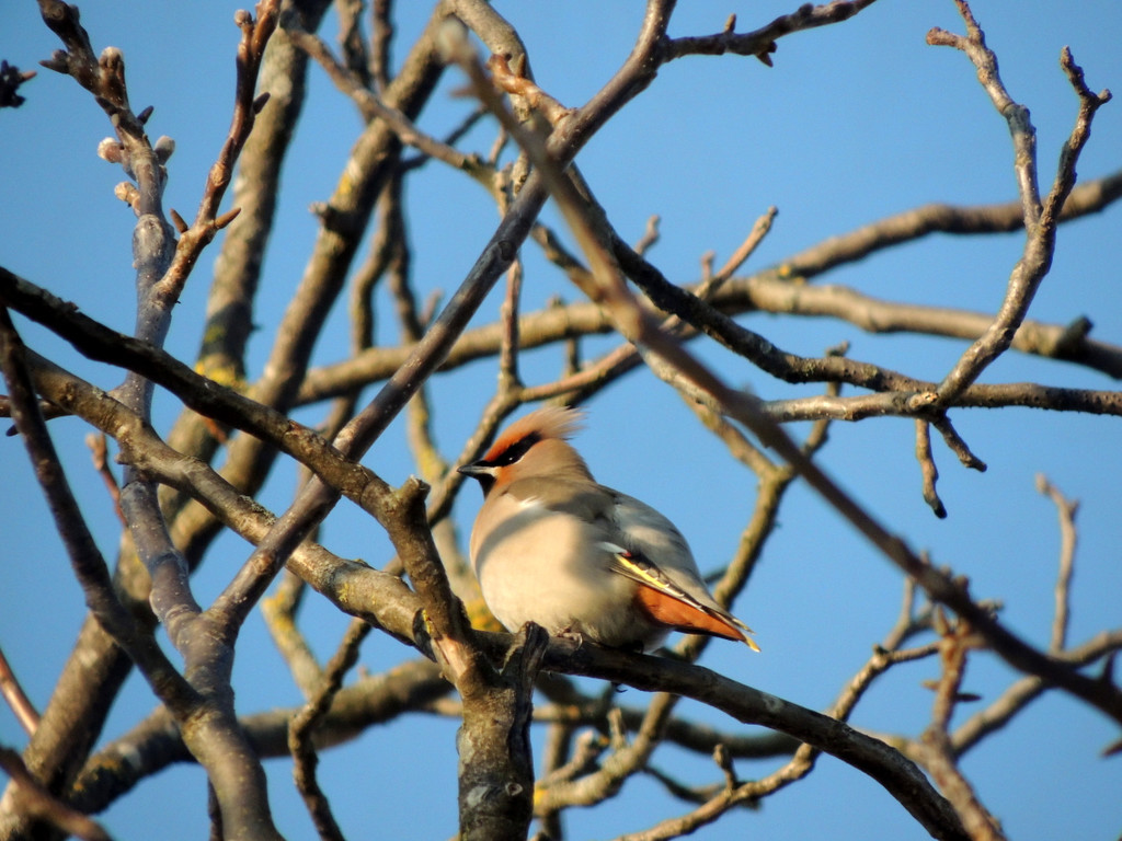 DSCN2487_JPG-1362440788