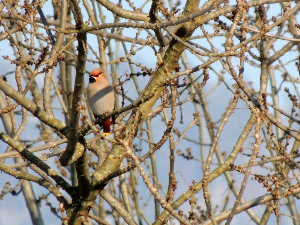 DSCN2359_JPG-1362440754