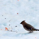 DSCN2623_JPG-1362440809