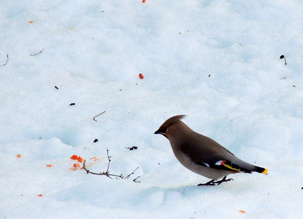 DSCN2623_JPG-1362440809