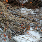 DSCN2382_JPG-1362440767