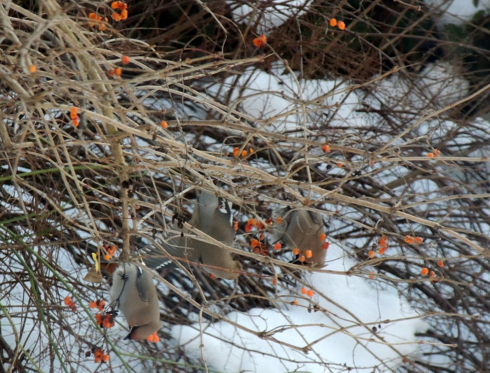 DSCN2382_JPG-1362440767