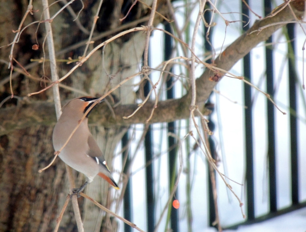 DSCN2385_JPG-1362440771