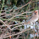 DSCN2404_JPG-1362440780