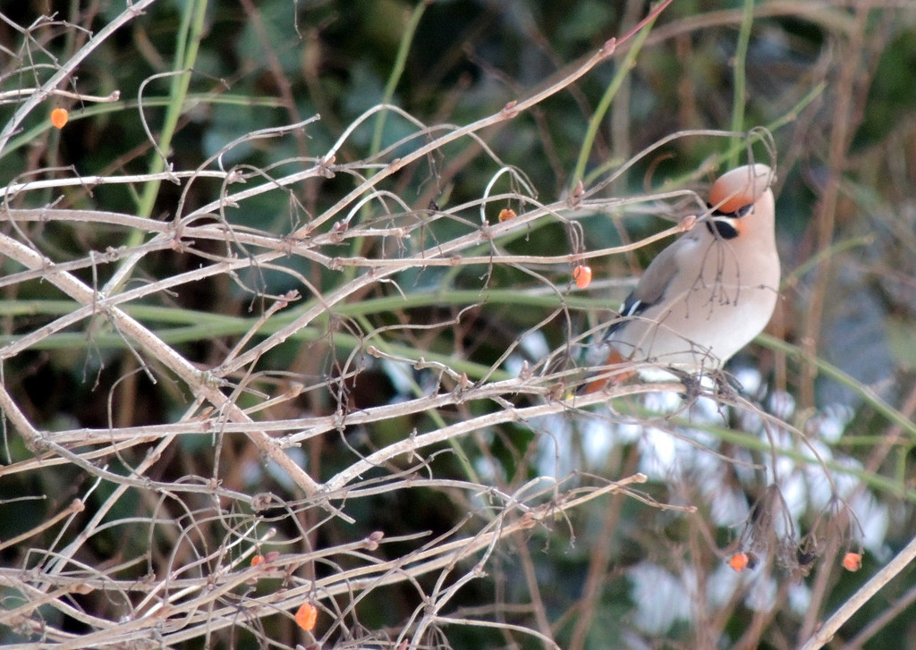 DSCN2404_JPG-1362440780