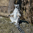 Tiere genießen den Frühling 2013 im Tiergarten Schönbrunn: Flamingo, Katta, Totenkopfaffe