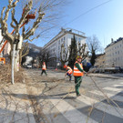 Baumschneider 2.jpg
