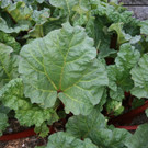 Gemüse im Hausgarten