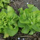 Gemüse im Hausgarten