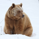 "Yogi Bär" Vinzenz aus dem Bärenwald im Waldviertel hat Spaß im Schnee
