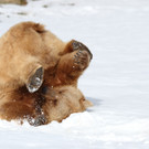 Vinzenz rollt-KN__PFER_small.JPG