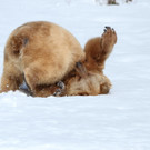 Vinzenz rollt2-KN__PFER_small.JPG