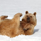 Vinzenz rollt3-KN__PFER_small.JPG