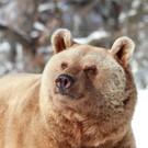 Vinzenz von der Sonne geblendet-KN__PFER.JPG