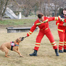 Übung Hundebrigade in Kaserne