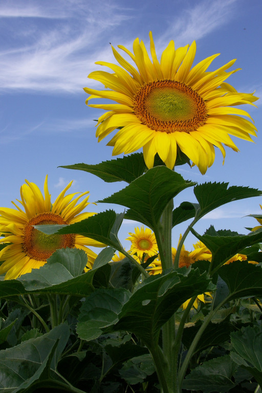 Sonnenblume_jpg-1363002135