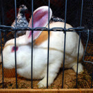 Bilder vom Kleintiermarkt