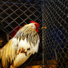 28_0aa40d0861f4767a515cd5b8b6ed5922.jpg