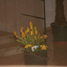 IMG_4816_JPG-1363008360