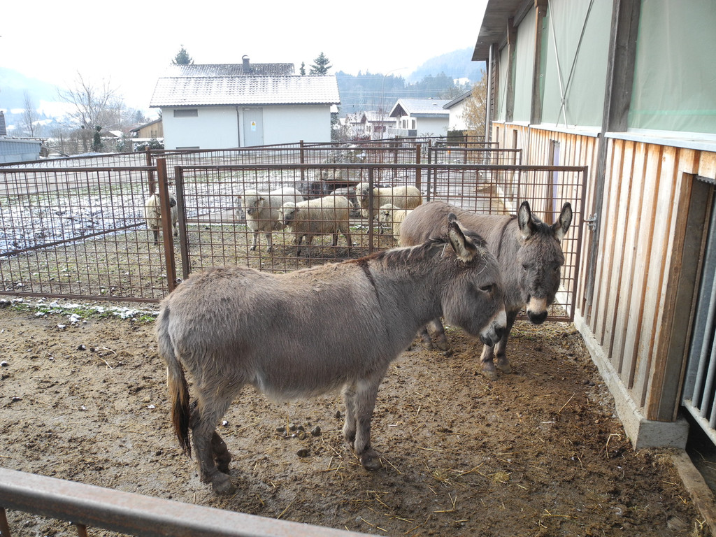 DSCN1204_JPG-1363340997