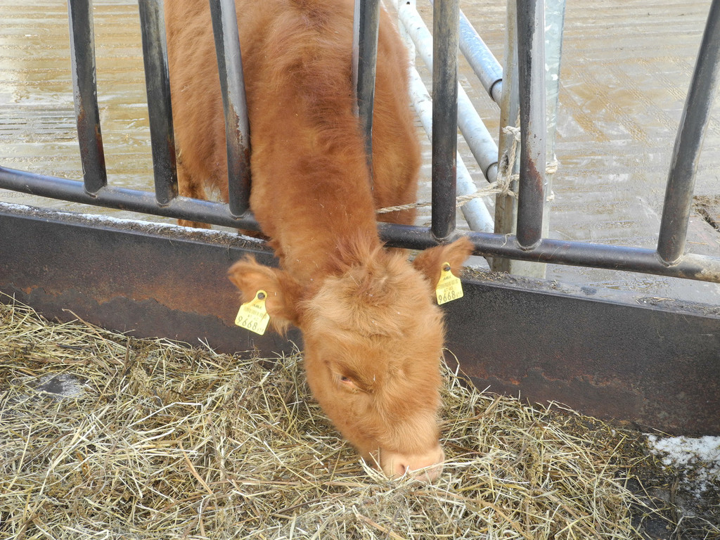 DSCN1197_JPG-1363340888