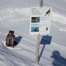 BK_Skisafari-65_jpg-1363518587