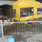 IMG_5226_JPG-1363548969