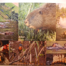 DSCN1366_JPG-1363588644