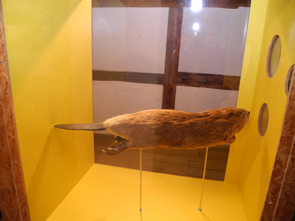 DSCN1383_JPG-1363588855