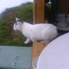 Kater Tobi
