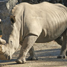 ZooSBG_Nashornbulle_Athos.jpg