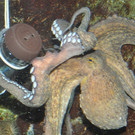 Ostern im Haus des Meeres: Tierisch spannendes Ferienprogramm