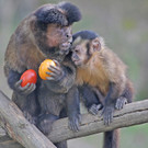 Zootiere in Osterstimmung