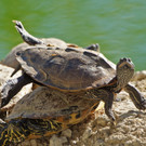ZooSBG_Wasserschildkroete_Maerz13.jpg