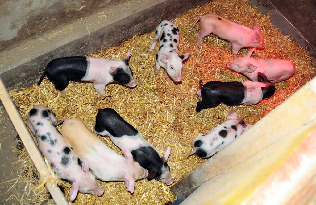 Ferkel 19-03-2013 44_jpg-1363967315