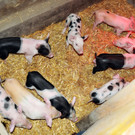 Ferkel und Biberspuren