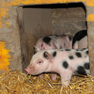 Ferkel 19-03-2013 23_jpg-1363967253