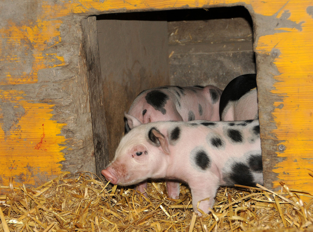 Ferkel 19-03-2013 23_jpg-1363967253