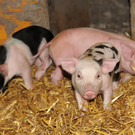 Ferkel 19-03-2013 28_jpg-1363967259