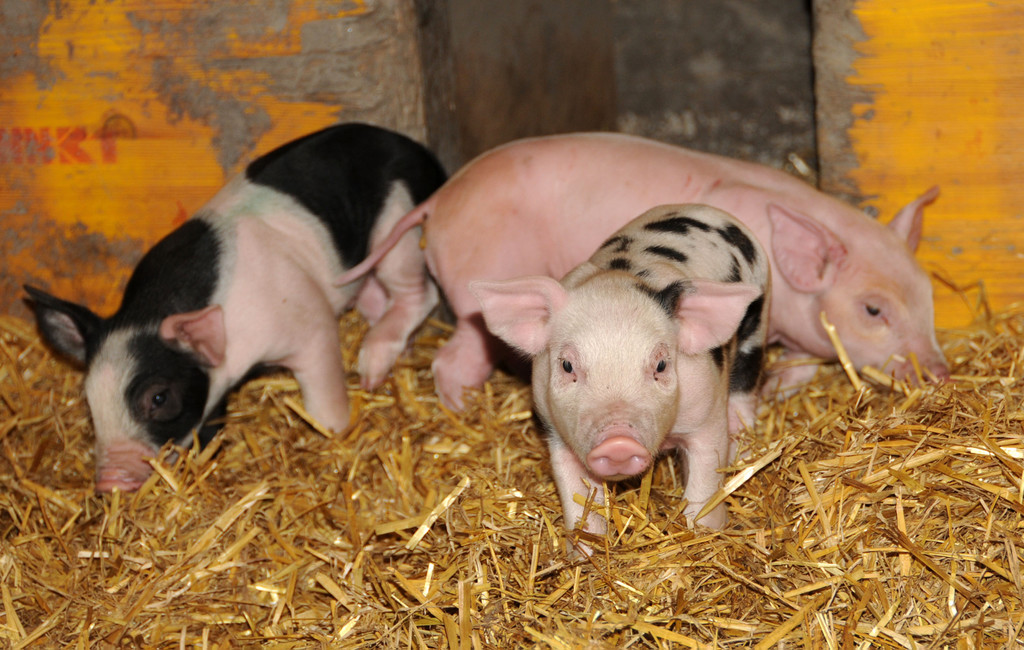 Ferkel 19-03-2013 28_jpg-1363967259