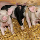 Ferkel 19-03-2013 32_jpg-1363967265