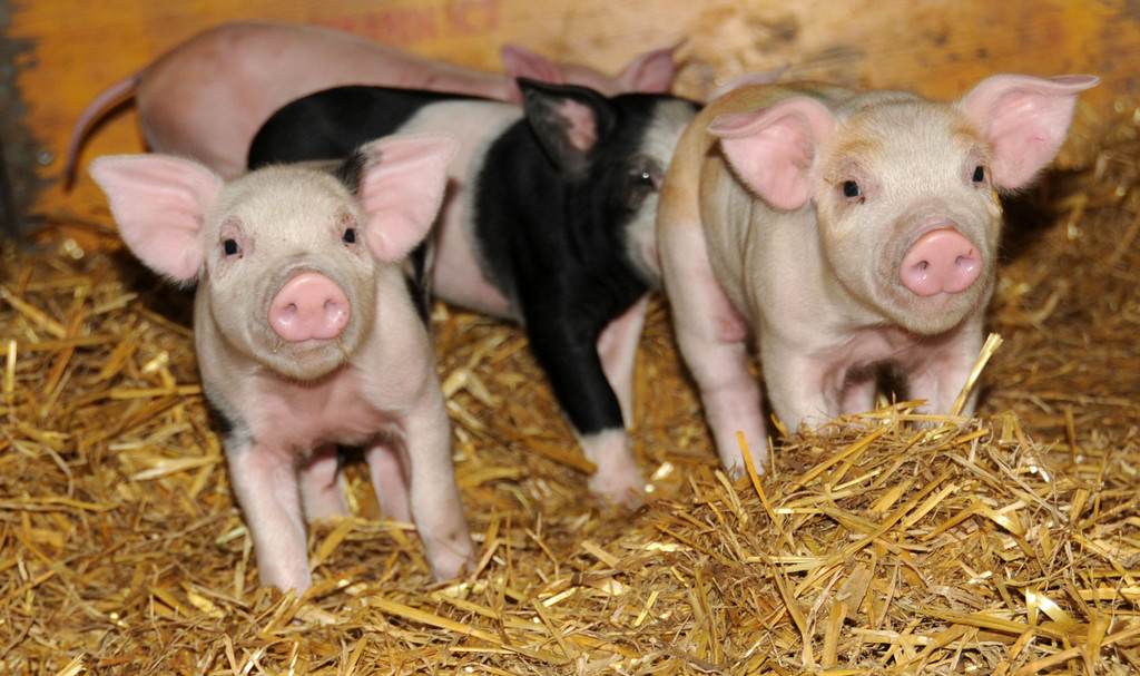Ferkel 19-03-2013 32_jpg-1363967265