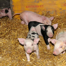 Ferkel 19-03-2013 33_jpg-1363967273