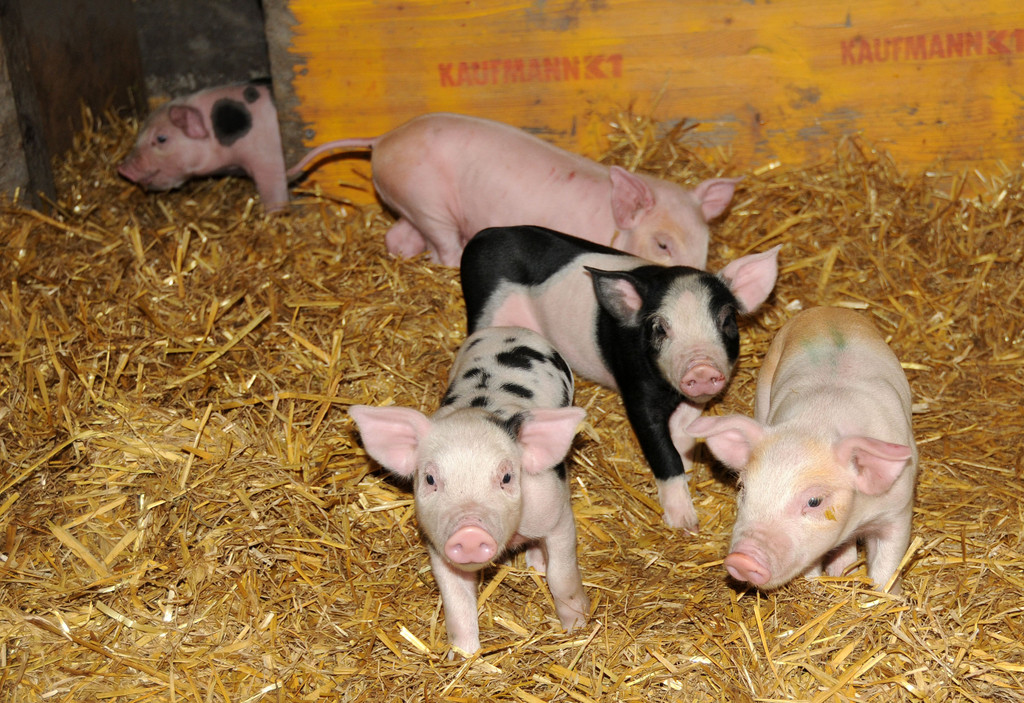 Ferkel 19-03-2013 33_jpg-1363967273