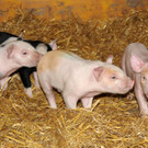 Ferkel 19-03-2013 35_jpg-1363967282