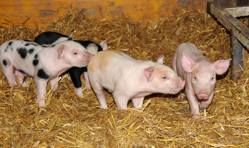 Ferkel 19-03-2013 35_jpg-1363967282