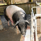 Ferkel 19-03-2013 39_jpg-1363967297