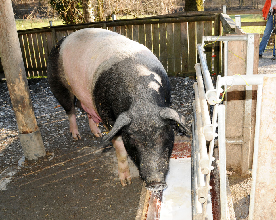 Ferkel 19-03-2013 39_jpg-1363967297